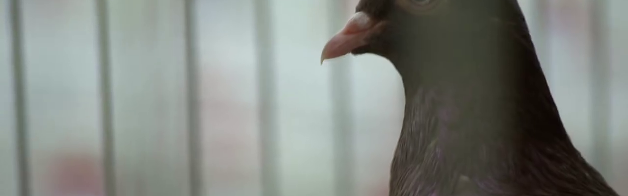 XV. kerület: Hétvégén ismét Galambkiállítás a Csokonai Rendezvényházban!